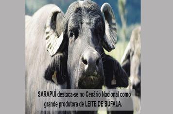 SARAPUÍ DESTACA-SE NA PRODUÇÃO DE LEITE DE BÚFALA.