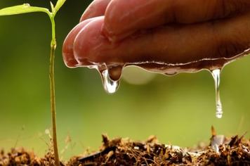 Diretoria de Agricultura, Abastecimento e Meio Ambiente  divulga projetos em andamento