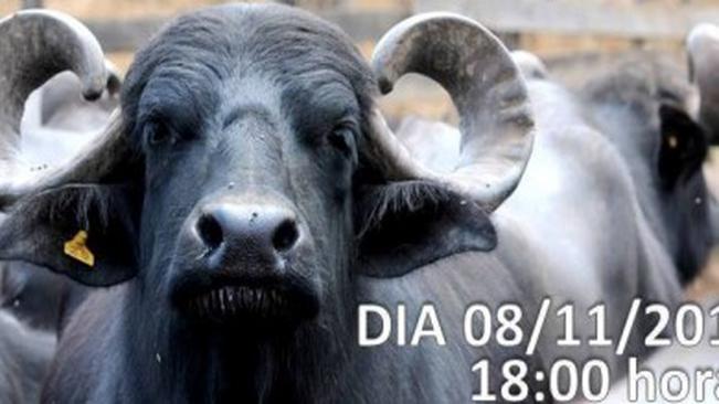 Casa da Agricultura promove II Encontro Técnico de Bubalinocultura