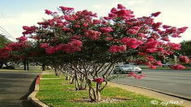 REVITALIZAÇÃO DO CANTEIRO CENTRAL DA AV. JÚLIO HOLTZ