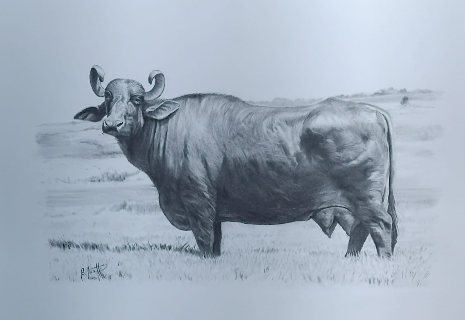 Bosco Buonanato Accetti