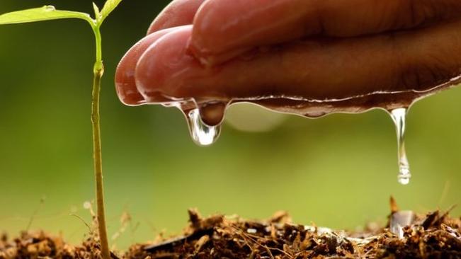 Diretoria de Agricultura, Abastecimento e Meio Ambiente  divulga projetos em andamento